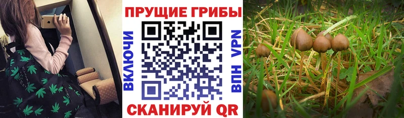 Купить где  Уварово  Псилоцибиновые грибы Magic Shrooms 